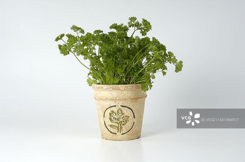 香芹（皱叶欧芹），室内拍摄，伞形科植物图片素材