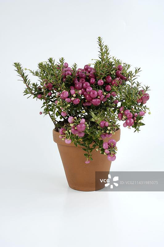 桃金娘图片素材