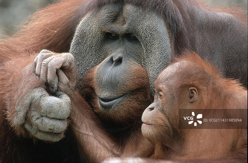 雌性及幼年猩猩图片素材
