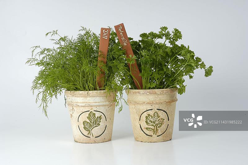 莳萝和欧芹，室内，工作室图片素材