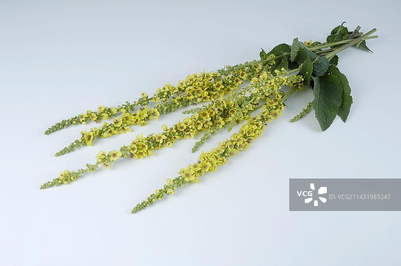 黑毛蕊花，室内工作室图片素材