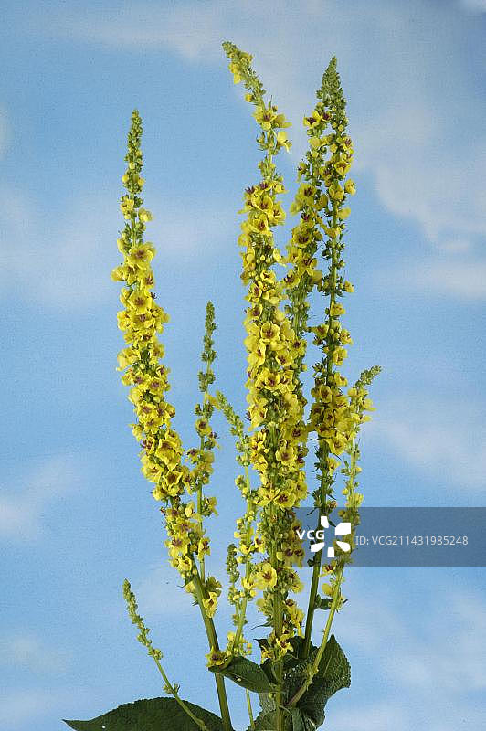 黑毛蕊花，室内工作室图片素材