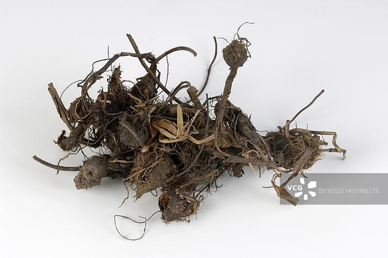 香附子（Cyperus rotundus），印度草药，焚香木图片素材