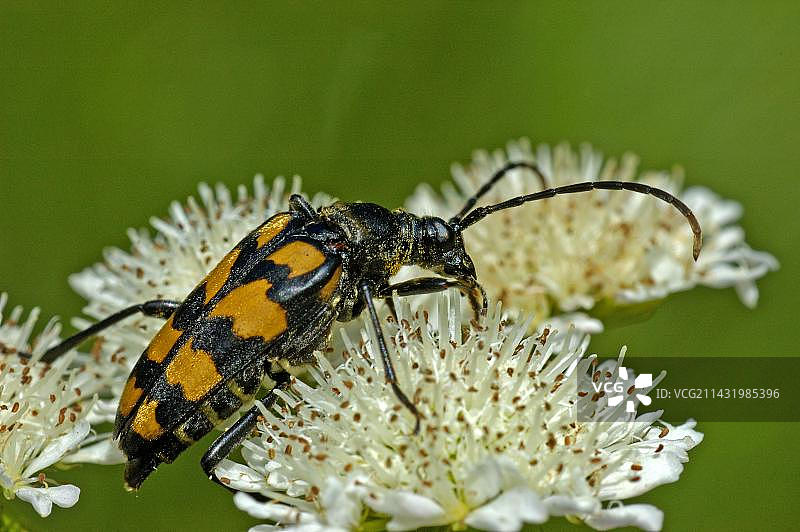 德国北莱茵-威斯特法伦州牛欧芹上的长角甲虫图片素材