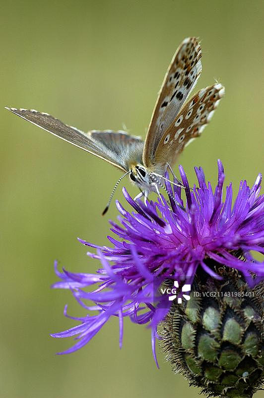 矢车菊花上的蓝色（德国黑森州）图片素材