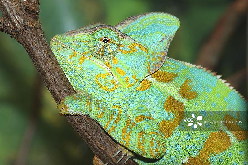 也门变色龙侧面图片素材