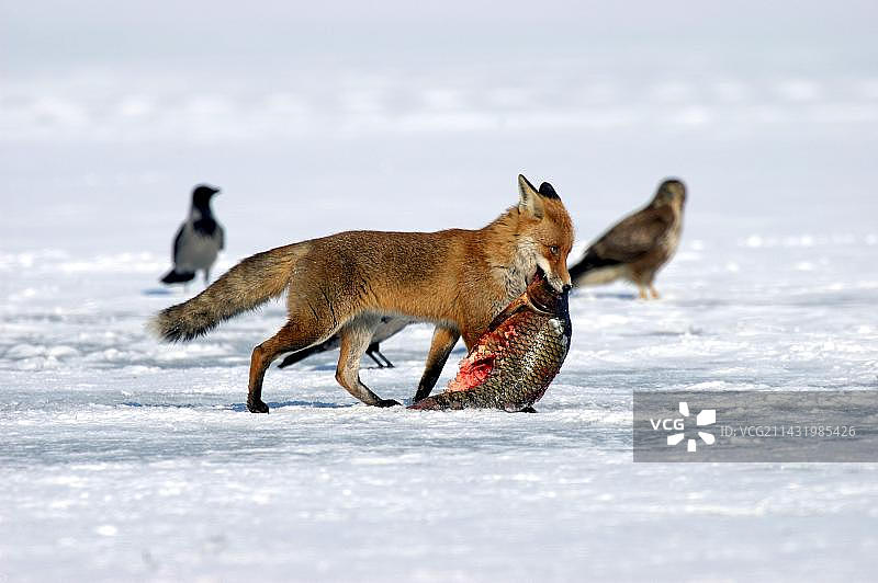 德国勃兰登堡红狐捕鲤鱼图片素材