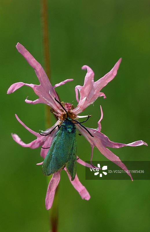 森林灰蝶在参差罗宾（蝇子草），马祖里亚，波兰图片素材