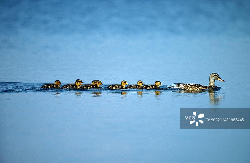 带着雏鸟的绿头鸭（勃兰登堡朔尔夫海德-科林生物圈保护区，德国，欧洲）图片素材