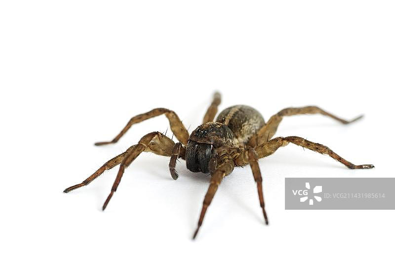 白色背景上的蜘蛛图片素材