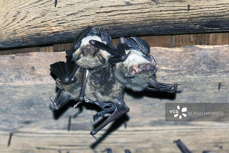 大鼠耳蝙蝠(Myotis Myotis)，奥地利，欧洲图片素材