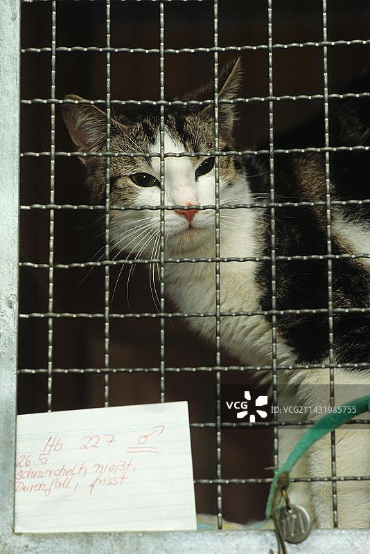 德国埃森：动物收容所里的小猫图片素材