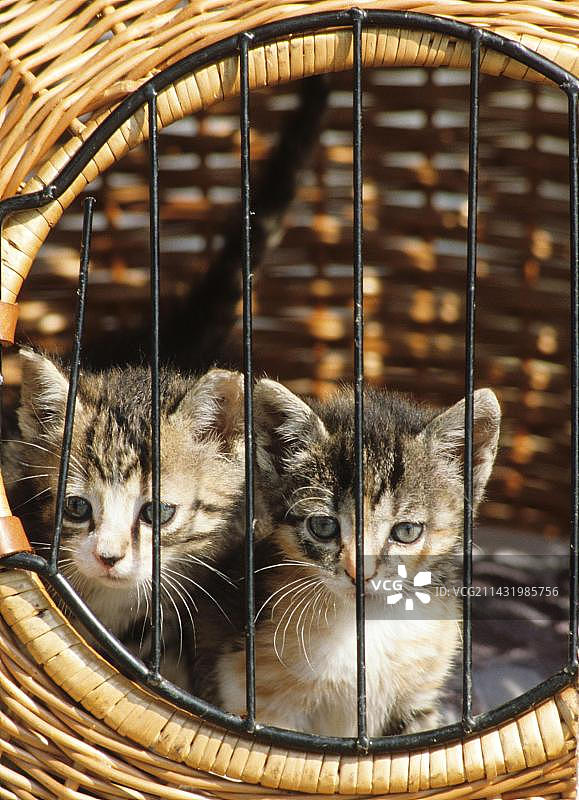 德国埃森：动物收容所里的幼猫图片素材