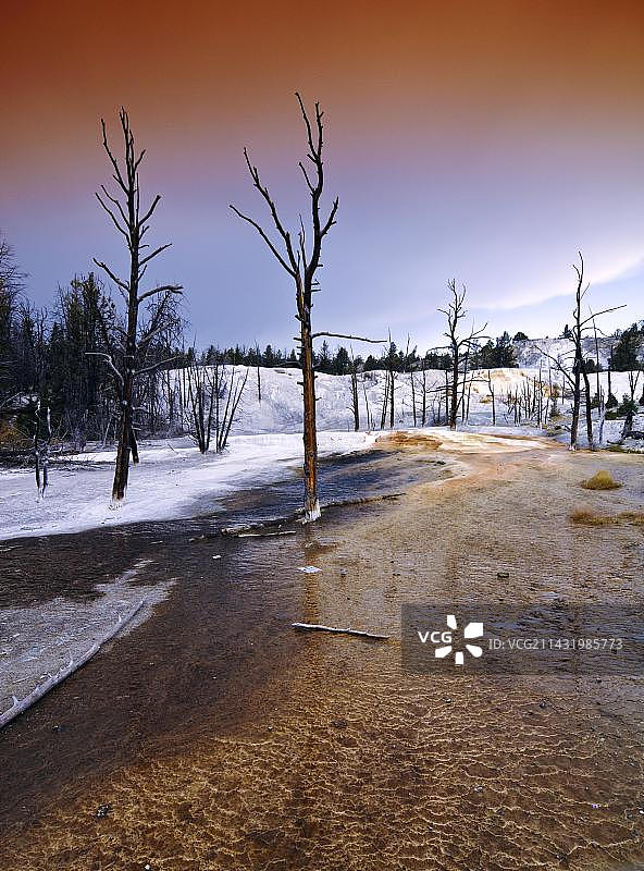 美国黄石国家公园猛犸温泉的枯树图片素材