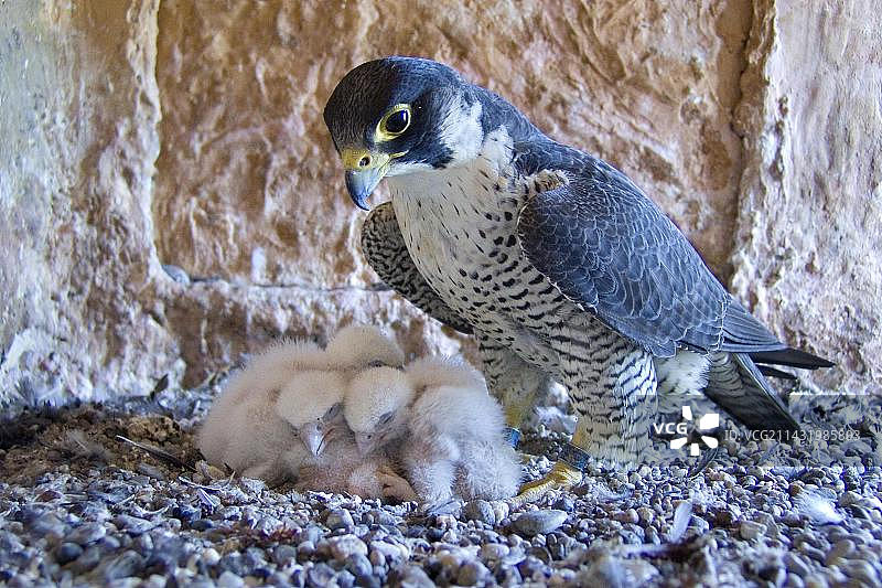 带着幼鸟的雌性游隼图片素材