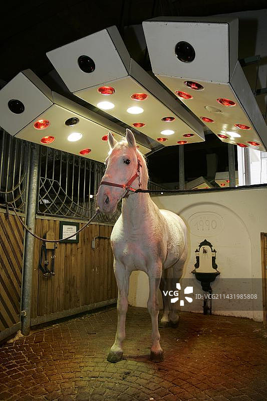 欧洲奥地利马厩里的红外线灯光下的马图片素材