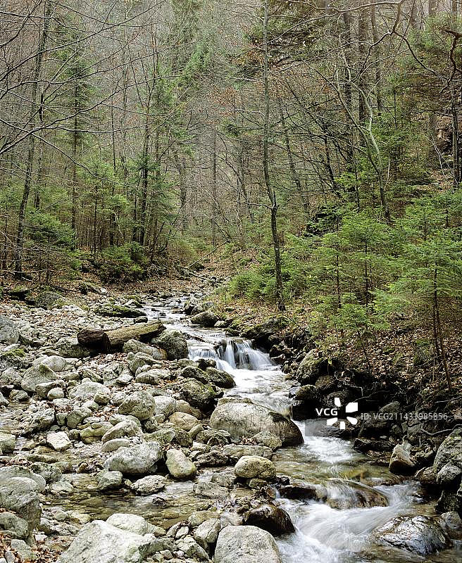 小山溪和幼年冷杉树图片素材