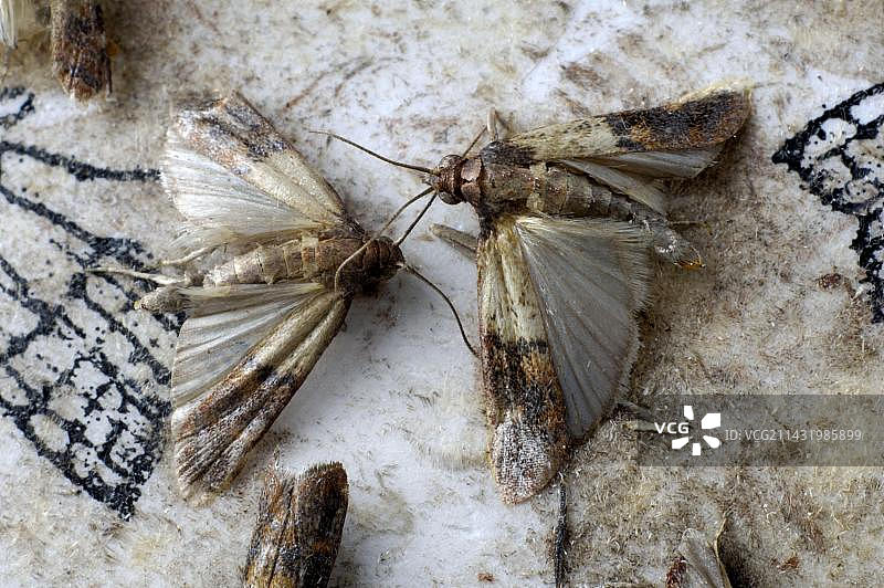 印度谷螟（Plodia interpunctella）在粘虫板上，干果蛾图片素材