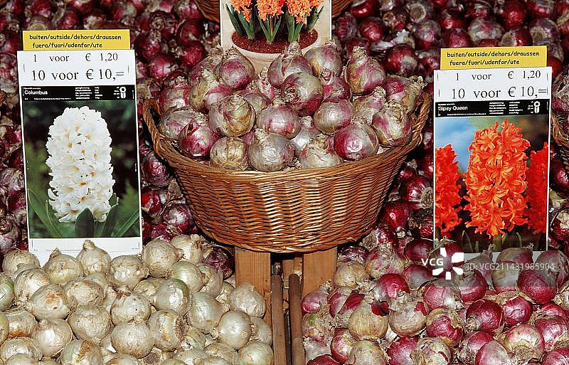 荷兰阿姆斯特丹花卉市场的花球图片素材