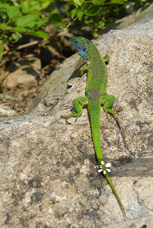 欧洲保加利亚蜕皮的雄性绿蜥蜴图片素材