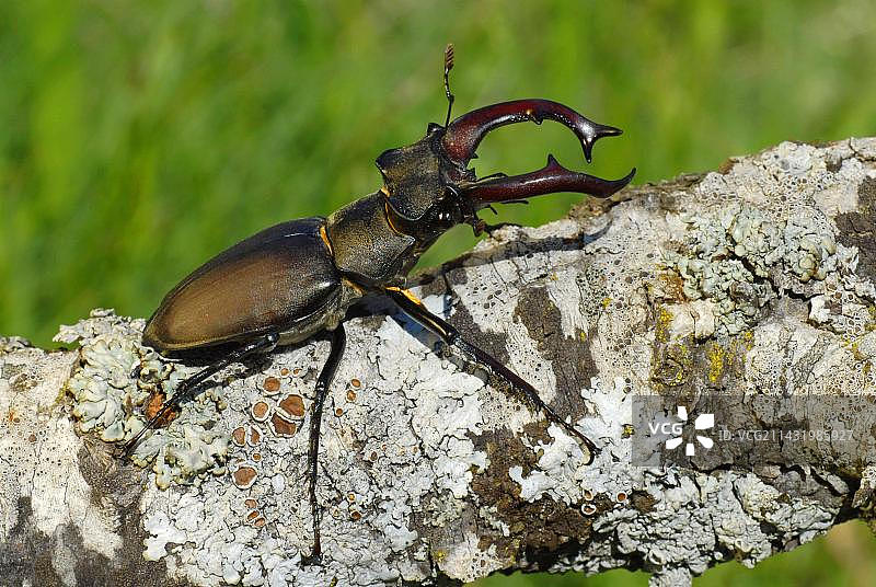 雄性锹甲图片素材