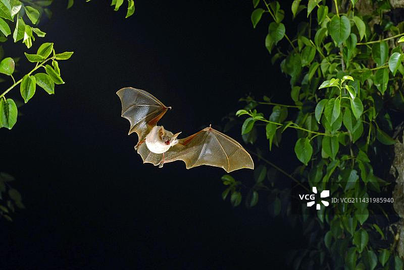 大鼠耳蝠，保加利亚，欧洲图片素材