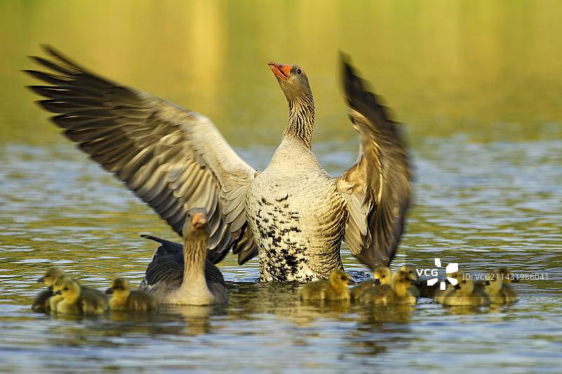 灰雁一家与小鹅，雄鹅拍打翅膀图片素材