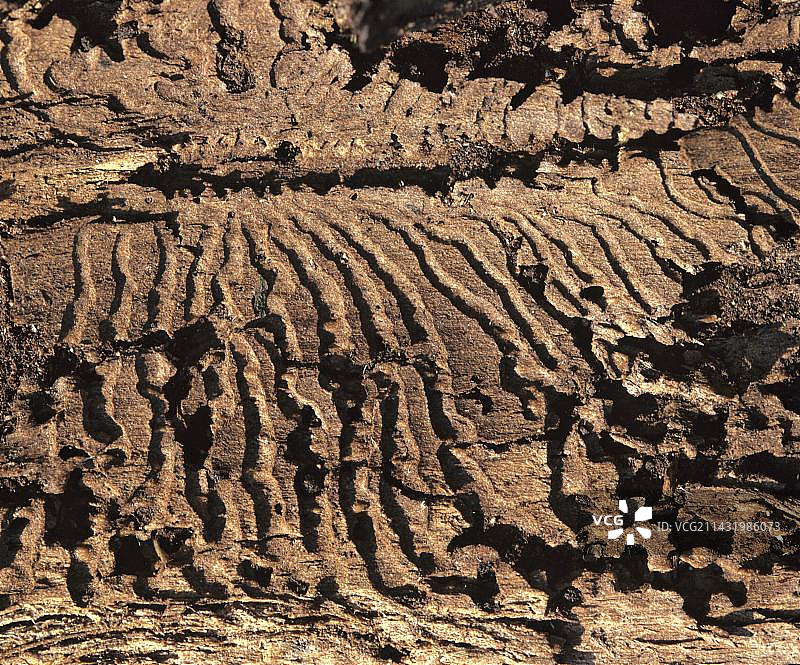 树皮甲虫（小蠹虫）痕迹，树木损坏图片素材