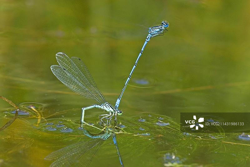 一对正在产卵的豆娘，德国北莱茵-威斯特法伦 (Coenagrion)图片素材