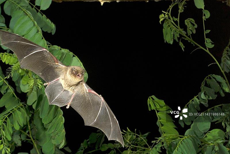 大蝙蝠，保加利亚图片素材