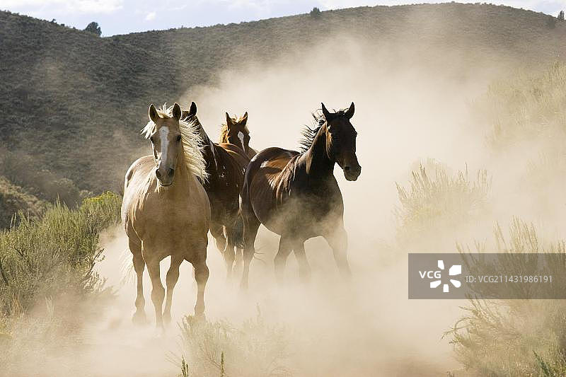 美国俄勒冈州狂野西部奔驰的马图片素材