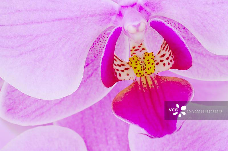 蝴蝶兰图片素材