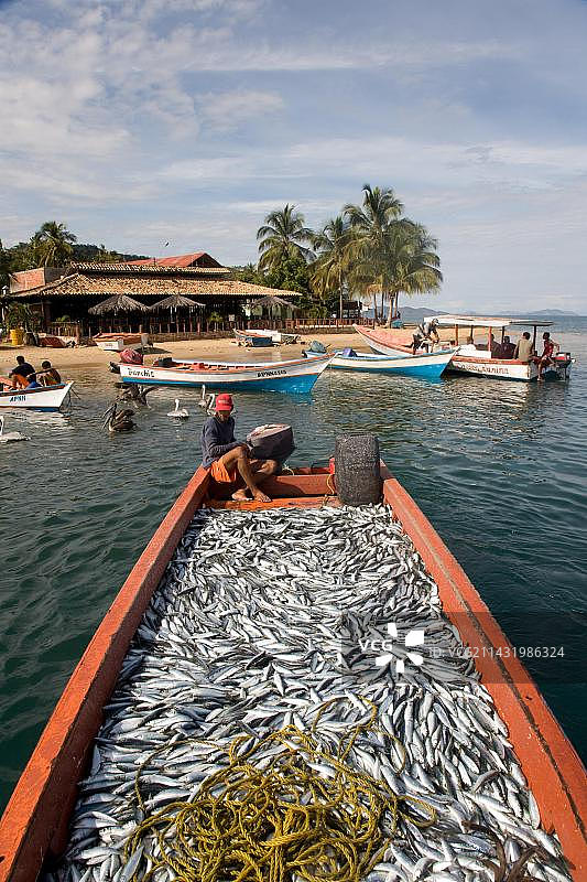 大量沙丁鱼渔获，圣达菲，苏克雷，委内瑞拉图片素材