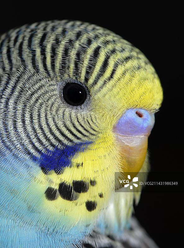 一只年轻的虎皮鹦鹉的画像图片素材