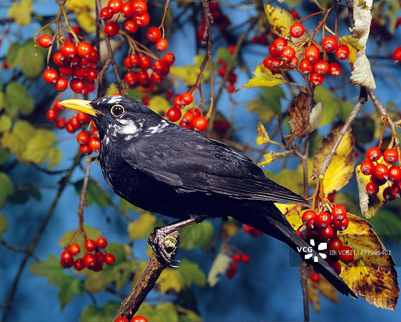 雄性黑鹂（部分白化）图片素材