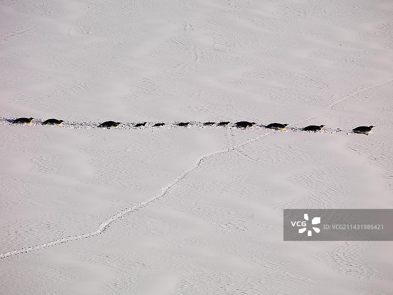 南极罗斯海，帝企鹅（Aptenodytes forsteri）与幼崽在海冰上迁徙至开阔的海洋图片素材
