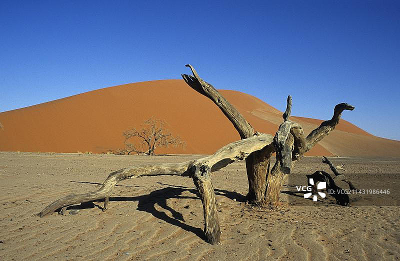 纳米比亚Dune 45前枯树图片素材