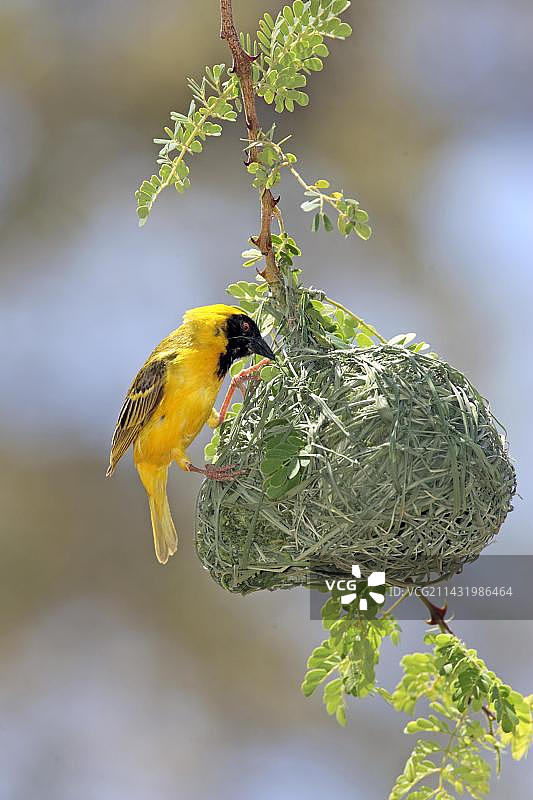 南部织布鸟或非洲织布鸟（Ploceus velatus），成年雄鸟在编织巢穴，马迪克韦国家公园，南非，非洲图片素材