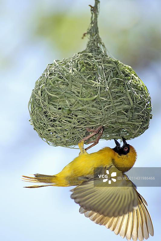 南非马迪克韦国家公园：悬挂在巢下的南部织布鸟雄鸟图片素材