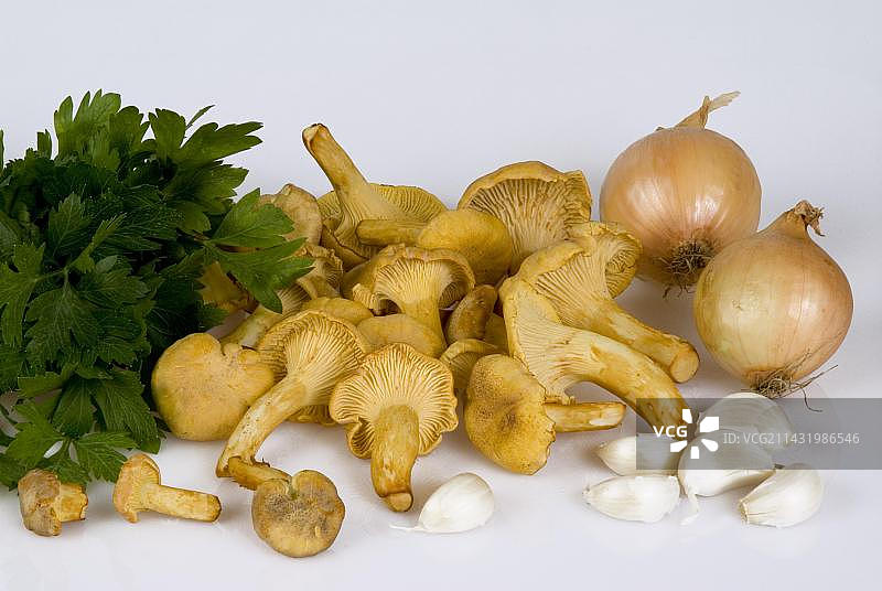 鸡油菌图片素材