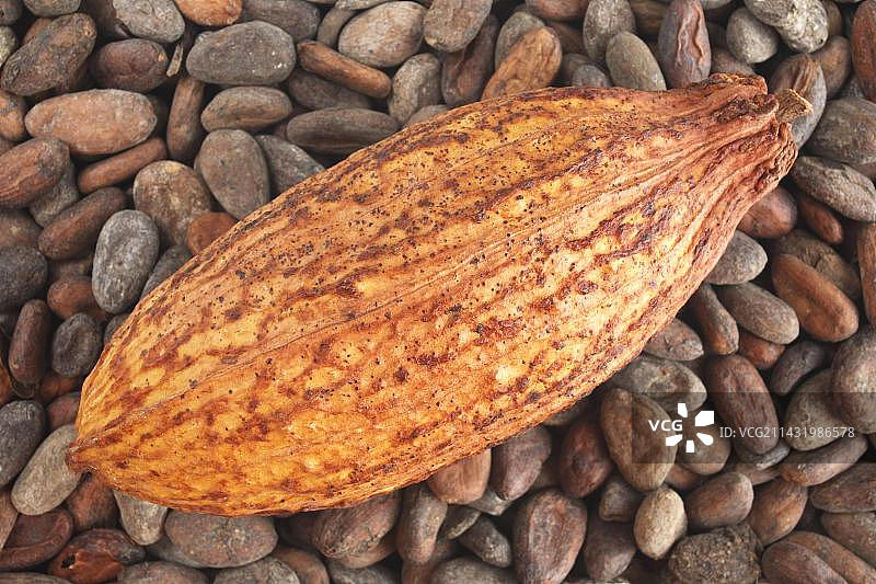 可可豆上的可可荚图片素材