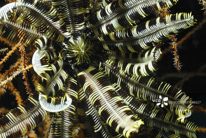 羽星，科莫多国家公园图片素材