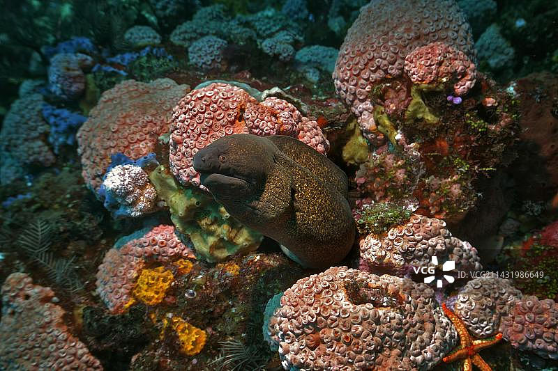 巨型海鳝（Gymnothorax javanicus），科莫多国家公园，世界遗产，科莫多，印度尼西亚，东南亚，亚洲图片素材