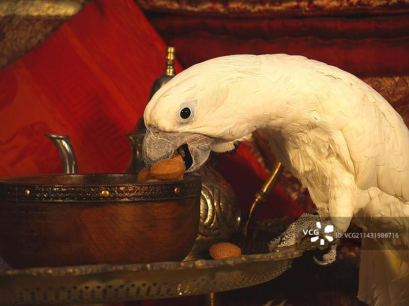 手持坚果的白色鹦鹉（Cacatua alba），白凤头鹦鹉图片素材