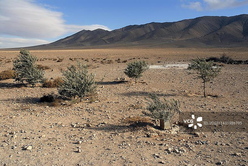 叙利亚沙漠中的幼小橄榄树（亚洲近东地区）图片素材