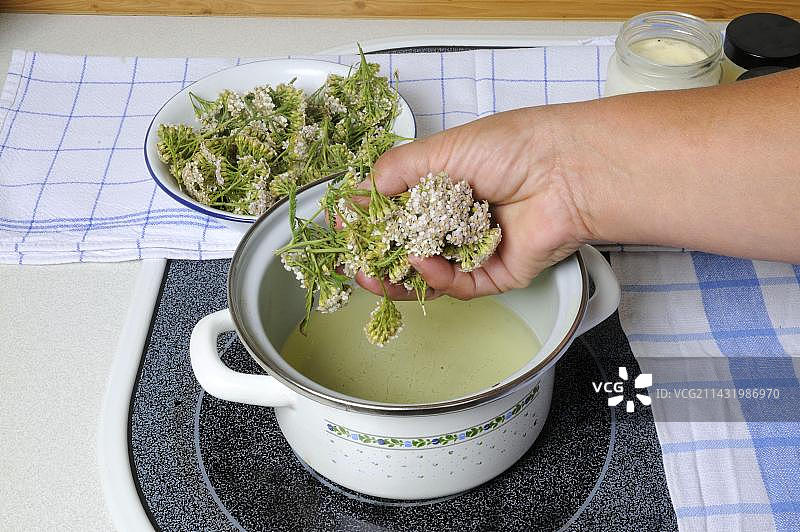 蓍草药膏（Achillea millefolium）图片素材