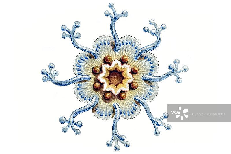 海克尔《自然界的艺术形态》中的管水母类水母历史插图图片素材