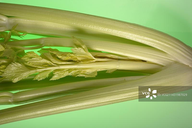 一束帕斯卡芹菜图片素材