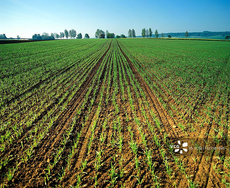 麦田，新鲜的播种，小麦，谷物图片素材