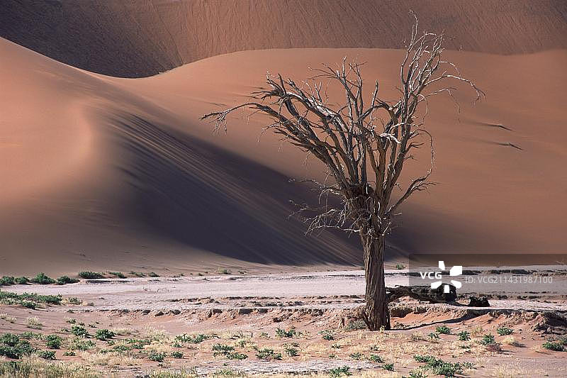 纳米比亚纳米布-诺克卢夫国家公园死亡骆驼刺树图片素材